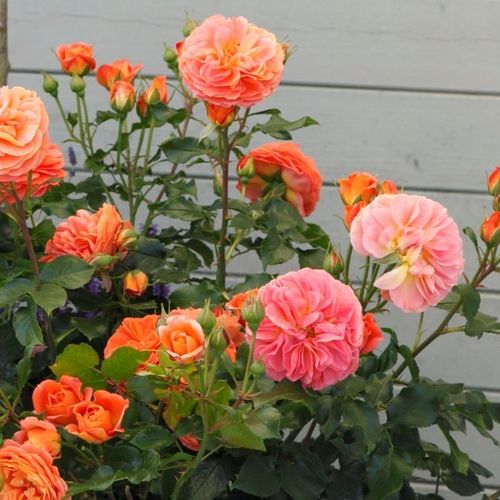 Rosa Phoenix® - portocaliu - Trandafir copac cu trunchi înalt - cu flori în buchet - coroană tufiș
